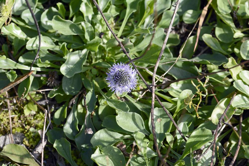 Globularia bisnagarica